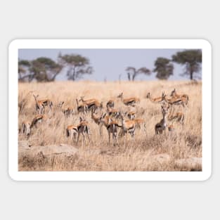 Thomson's Gazelle (Serengeti) #2 Sticker